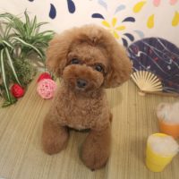 【本店】2018年08月20日のワンちゃん達♪