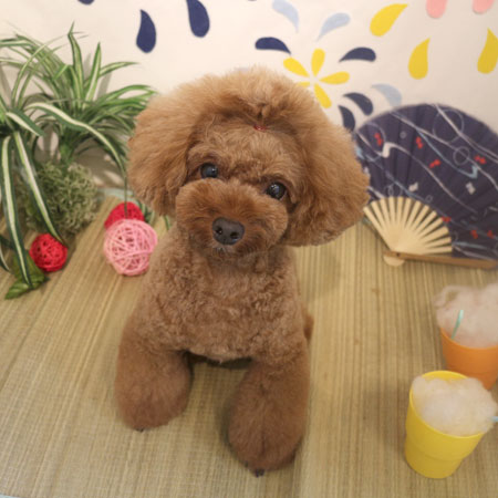 【本店】2018年08月20日のワンちゃん達♪