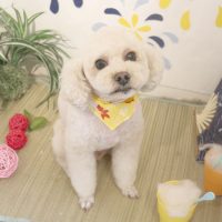 【本店】2018年08月22日のワンちゃん達♪