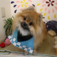 【本店】2018年8月3日のワンちゃん達♪