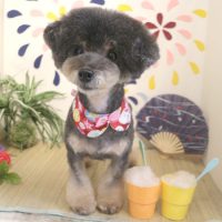 【本店】2018年08月23日のワンちゃん達♪