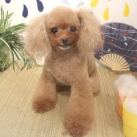 【本店】2018年08月24日のワンちゃん達♪