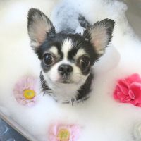 【本店】2018年8月6日のワンちゃん達♪