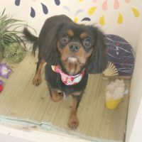 【本店】2018年8月5日のワンちゃん達♪