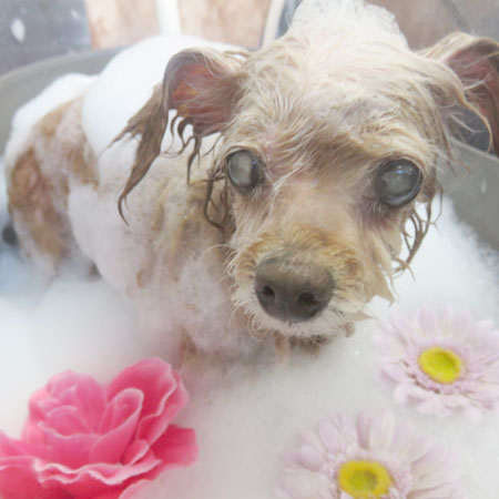 【本店】2018年8月8日のワンちゃん達♪