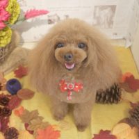 【本店】2018年08月25日のワンちゃん達♪