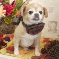 【本店】2018年8月26日のワンちゃん達♪　