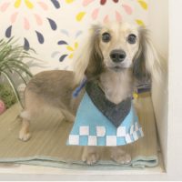 【本店】2018年8月9日のワンちゃん達♪