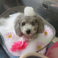 【本店】2018年8月10日のワンちゃん達♪