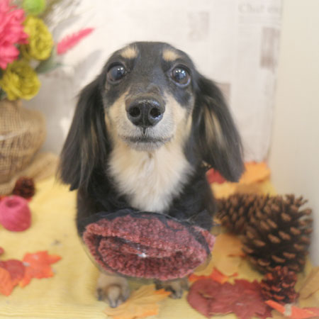 【本店】2018年8月27日のワンちゃん達♪