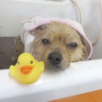 【本店】2018年8月13日のワンちゃん達♪