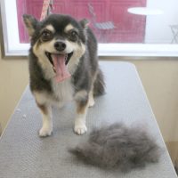 【本店】2018年8月11日のワンちゃん達♪