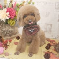 【本店】2018年8月30日のワンちゃん達♪