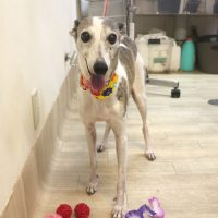 【本店】2018年8月12日のワンちゃん達♪