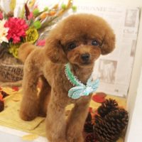 【本店】2018年8月31日のワンちゃん達♪