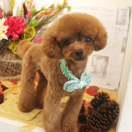 【本店】2018年8月31日のワンちゃん達♪