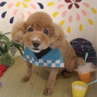 【本店】2018年8月17日のワンちゃん達♪