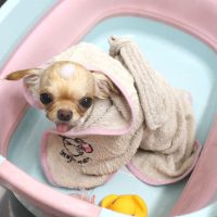 【池下店】2018年8月5日のワンちゃん達♪