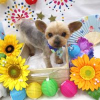 【池下店】2018年8月8日のワンちゃん達♪