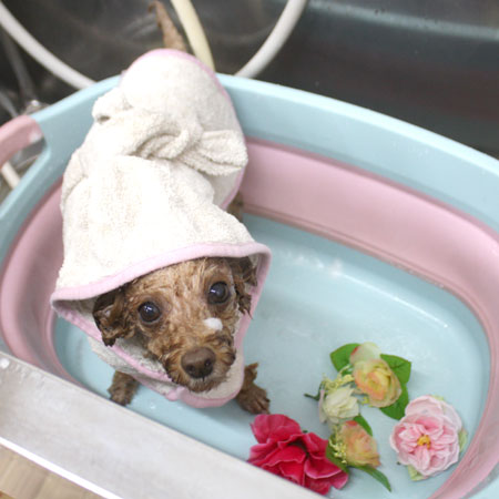 【池下店】2018年8月10日のワンちゃん達♪