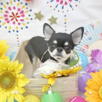 【池下店】2018年8月12日のワンちゃん達♪