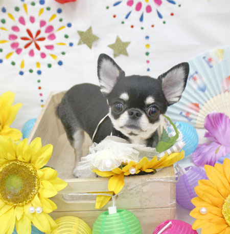 【池下店】2018年8月12日のワンちゃん達♪