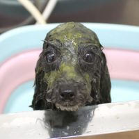 【池下店】2018年8月13日のワンちゃん達♪