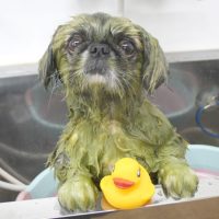 【池下店】2018年8月17日のワンちゃん達♪