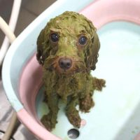 【池下店】2018年8月18日のワンちゃん達♪