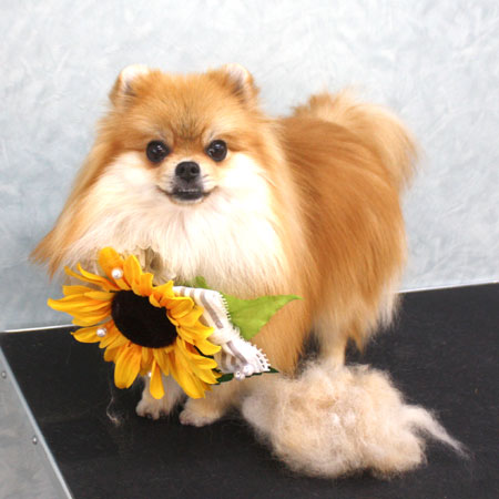 【池下店】2018年8月19日のワンちゃん達♪