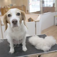 【池下店】2018年8月20日のワンちゃん達♪