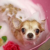 【池下店】2018年8月22日のワンちゃん達♪