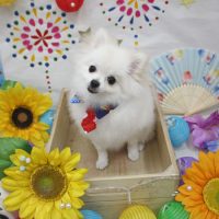 【池下店】2018年8月23日のワンちゃん達♪