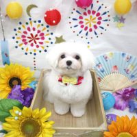 【池下店】2018年8月24日のワンちゃん達♪