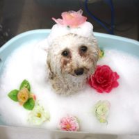 【池下店】2018年8月26日のワンちゃん達♪