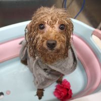 【池下店】2018年8月27日のワンちゃん達♪