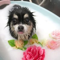 【池下店】2018年8月29日のワンちゃん達♪