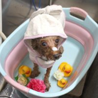 【池下店】2018年8月31日のワンちゃん達♪