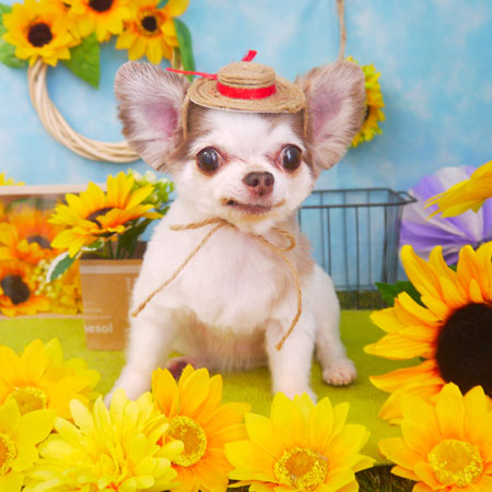 【山手店】2018年8月3日のワンちゃん達♪