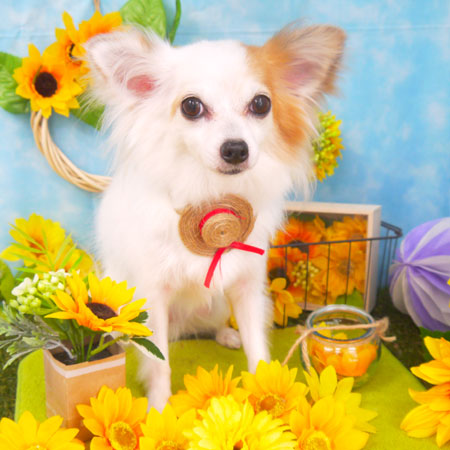 【山手店】2018年8月4日のワンちゃん達♪