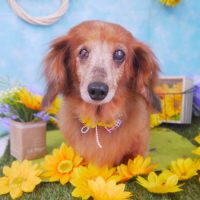 【山手店】2018年8月5日のワンちゃん達♪