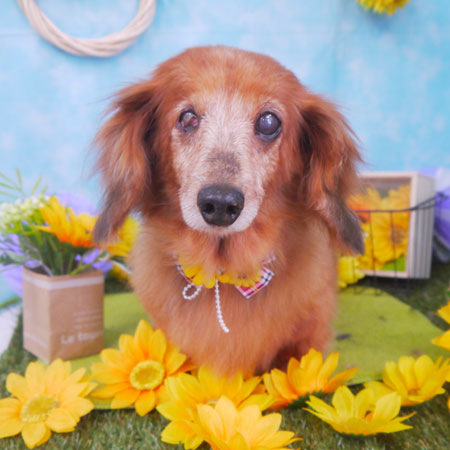 【山手店】2018年8月5日のワンちゃん達♪