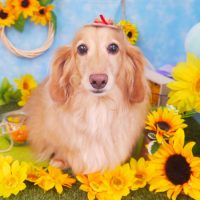 【山手店】2018年8月6日のワンちゃん達♪