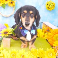 【山手店】2018年8月8日のワンちゃん達♪