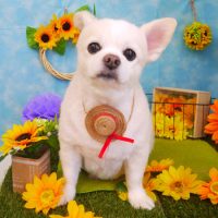 【山手店】2018年8月9日のワンちゃん達♪