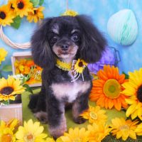 【山手店】2018年8月10日のワンちゃん達♪