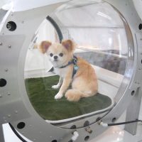 【山手店】2018年8月11日のワンちゃん達♪