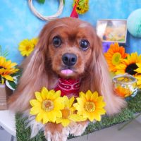 【山手店】2018年8月12日のワンちゃん達♪