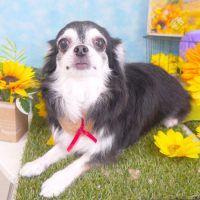 【山手店】2018年08月13日のワンちゃん達♪