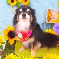 【山手店】2018年8月17日のワンちゃん達♪